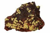 Mimetite Crystal Clusters on Limonitic Matrix - Mexico #157127-1
